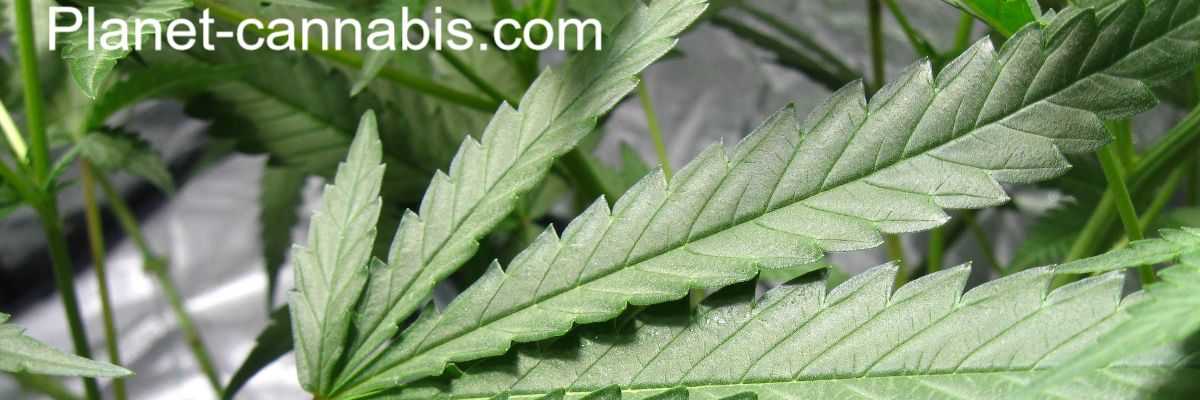 planet-cannabis.com